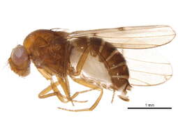 Drosophila munda Spencer 1942 resmi