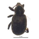 Image of Lepidophorus lineaticollis Kirby 1837