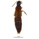 Image of Quedius (Microsaurus) mordax Smetana 1971