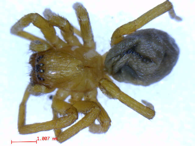 Image de Callobius bennetti (Blackwall 1846)