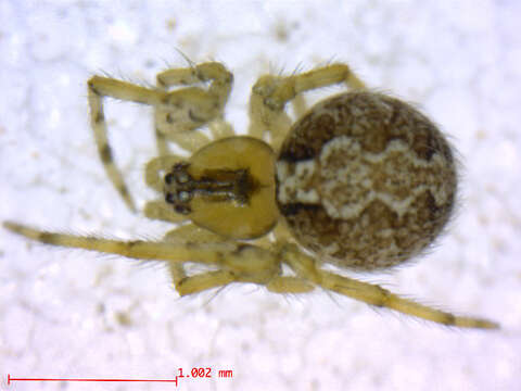 صورة Theridion murarium Emerton 1882