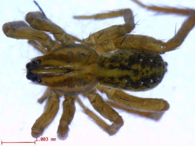 Image of Piratula cantralli (Wallace & Exline 1978)