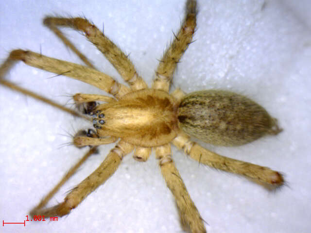 Image of funnel weavers