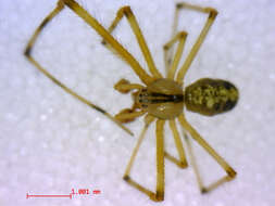 صورة Theridion frondeum