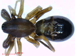 Image of antmimics and ground sac spiders