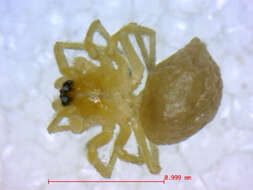 Gonatium crassipalpum Bryant 1933的图像