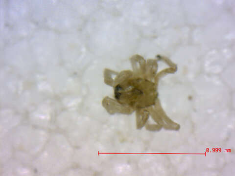 صورة Tapinocyba simplex (Emerton 1882)