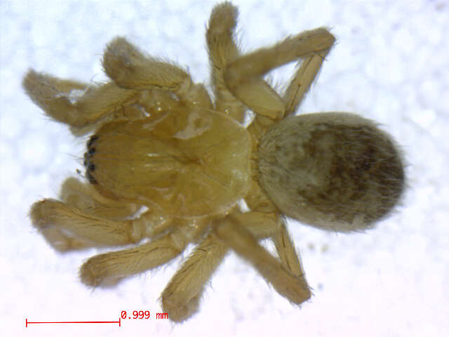 Image of Cybaeopsis euopla (Bishop & Crosby 1935)