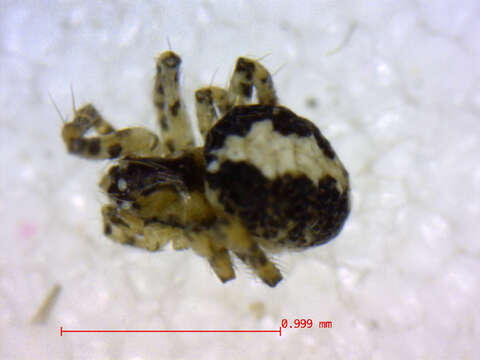 Image of Theridion murarium Emerton 1882