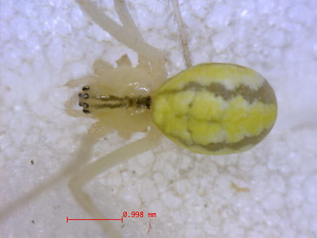 صورة Theridion frondeum