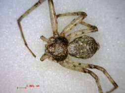 Image of Philodromus praelustris Keyserling 1880