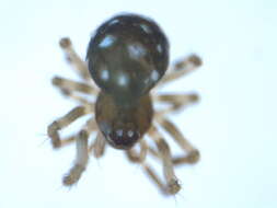 Image of Microdipoena