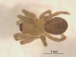 Image of Cybaeopsis euopla (Bishop & Crosby 1935)