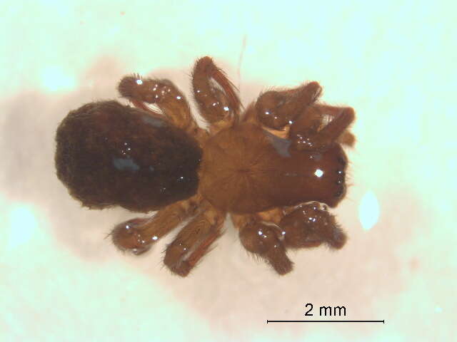 Image of Cybaeopsis euopla (Bishop & Crosby 1935)