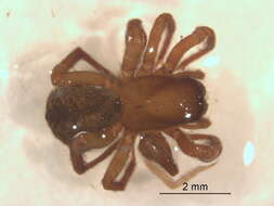 Image of Cybaeopsis euopla (Bishop & Crosby 1935)