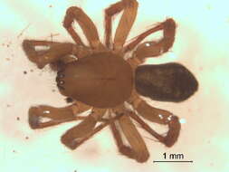 Image of Cybaeopsis euopla (Bishop & Crosby 1935)