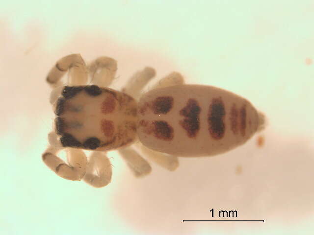 Image of White-Jawed Jumping Spider