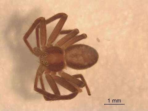 Image of Philodromus rufus Walckenaer 1826