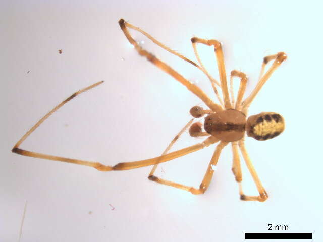 صورة Theridion frondeum