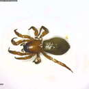 صورة Haplodrassus bicornis (Emerton 1909)