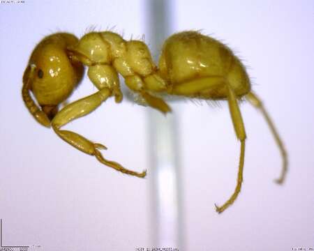 Image of Lasius subglaber