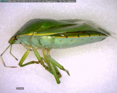 Image of Green stink bug