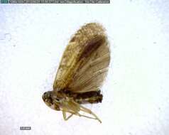 Image of achilid planthoppers