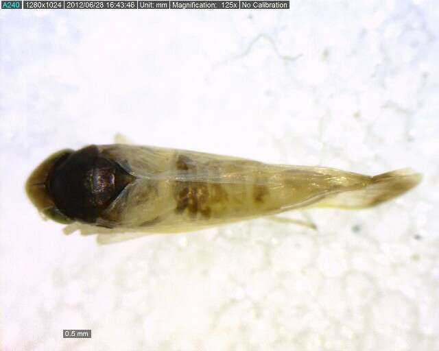 Image of Typhlocyba modesta Gibson & E. H. 1917