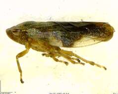 Image of European Alder Spittlebug