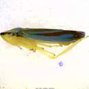 Image of <i>Graphocephala teliformis</i>