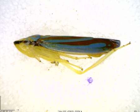 Image of <i>Graphocephala teliformis</i>