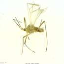 Image of Macrosiphum (Macrosiphum) ptericolens Patch 1919