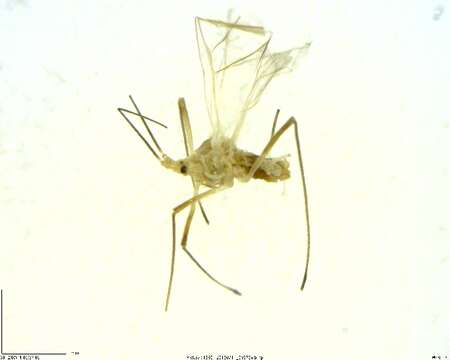 Image of Macrosiphum (Macrosiphum) ptericolens Patch 1919