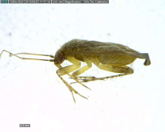Image of Azalea Plant Bug