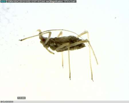 Image of Aphid