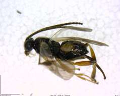 Image of Microgaster