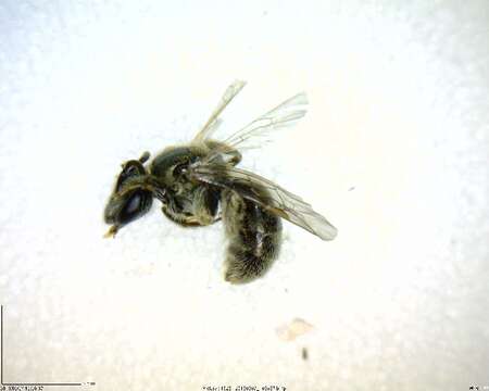 Image of <i>Lasioglossum planatum</i>