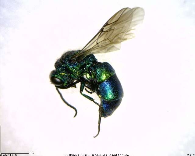 Image of Chrysidoidea