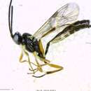 Image of <i>Diadegma</i>