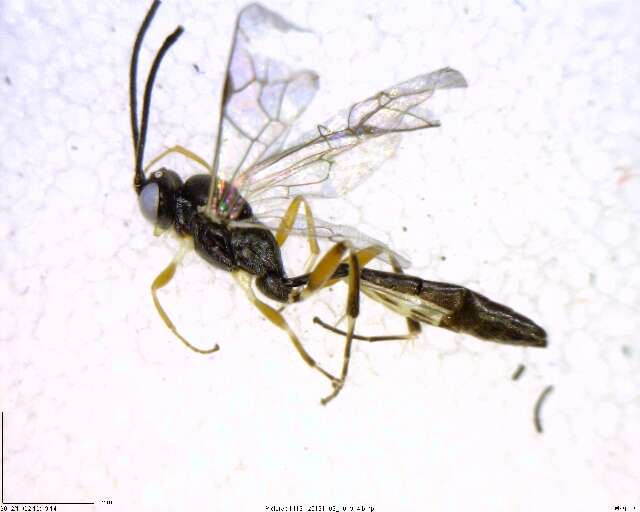 Image of Diadegma