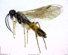 Image of <i>Taxonus borealis</i>