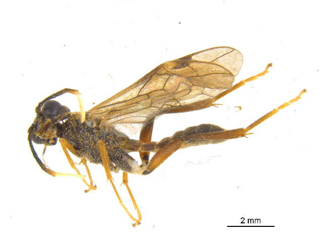 Image of <i>Taxonus terminalis</i>