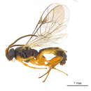 Image of Orthocentrus fulvipes Gravenhorst 1829