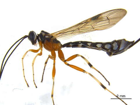 Image of <i>Rhyssa humida</i>