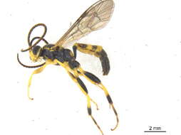 Image of Homotherus porcelariae Heinrich 1961