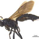 Image of Ichneumon macilentus (Tischbein 1881)