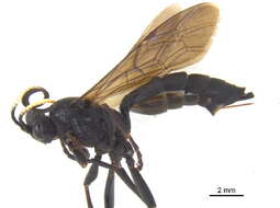 Image of Ichneumon macilentus (Tischbein 1881)