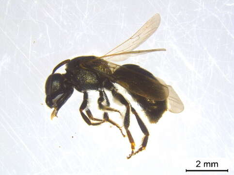 Lasioglossum dreisbachi (Mitchell 1960)的圖片