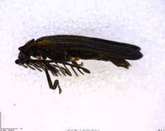 Image of Leptoceletes