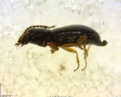 Bembidion (Semicampa) praticola Lindroth 1963的圖片